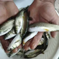 فروش انواع ماهی گرمابی