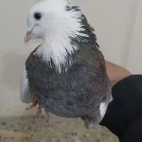 کفتر طوقی نر|پرنده|تهران, امیریه|دیوار