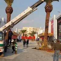 فصل کاشت ودرخواست نخل خرما و انتخاب از نخلستان|گل و گیاه طبیعی|اهواز, اهواز|دیوار