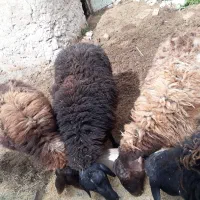 میش همو و هترو