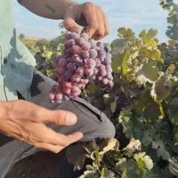 نهال فروشی|حراج|سنندج, |دیوار