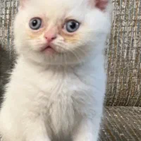 گربه اسکاتیش دوماهه|گربه|تبریز, |دیوار