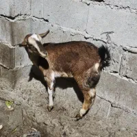 کیسه ماده|حیوانات مزرعه|قشم, |دیوار