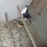 کبوتر|پرنده|پاکدشت, پاکدشت (مامازند)|دیوار