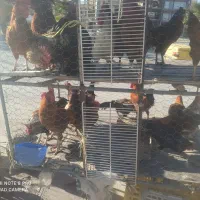 مرغ محلی مرغ کر(وار )خروس|حیوانات مزرعه|سرپل ذهاب, |دیوار