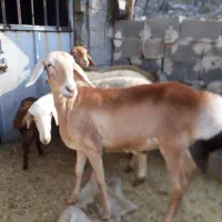 جفت ورندیل روزگاری در نورآباد|حیوانات مزرعه|شیراز, باغشهر قصر سبز|دیوار