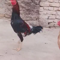 خ ر. و س و ماکیان