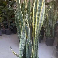 سانسوریا سطل هفت شمشیری ابلق لب طلایی|گل و گیاه طبیعی|قم, نیروگاه|دیوار