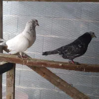 کبوتر تکپر|پرنده|بندر ترکمن, |دیوار