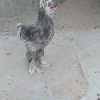 خروس مرغ سلطان