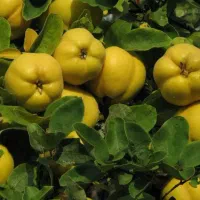 نهال سیب و ارقام مختلف میوه‌ها|خدمات باغبانی و درختکاری|مراغه, |دیوار