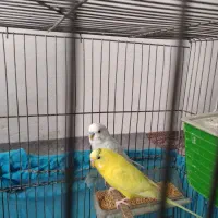 دوتا مرغ عشق باقفس|پرنده|دینور, |دیوار