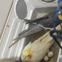 عروس هلندی همراه با تخم و جوجه