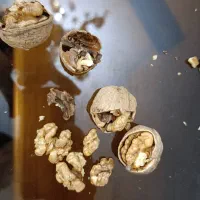 فروش گردو درجه ۱