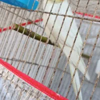 یک عروس هلندی نر