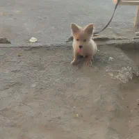 پامر روباهی|سگ|پاکدشت, پاکدشت (مامازند)|دیوار