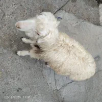 فروش بره درشوش|حیوانات مزرعه|شوش, |دیوار