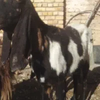 بزپاکستانی ابستن|حیوانات مزرعه|تربت‌حیدریه, پائین ولایت|دیوار