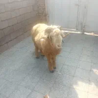 میش ونر میش