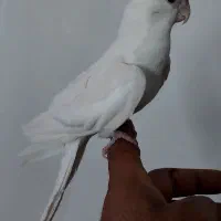 عروس هلندی آلبینو|پرنده|خمینی‌شهر, |دیوار