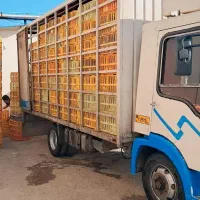 ایویکو مرغی تازه تعمیر