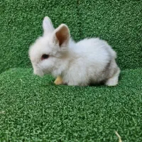 خرگوش لوپ اصیل هلندی از بهترین نژاد|موش و خرگوش|ساری, |دیوار