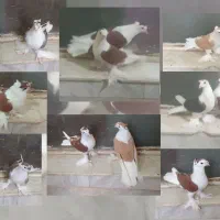 کفتر پشتی پرپا و پالیسک و پلاکی مناسب برای هوا