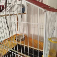 مرغ عشق نر|پرنده|پاکدشت, پاکدشت (مامازند)|دیوار