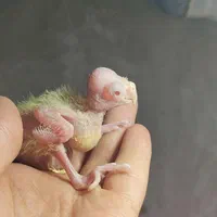 جوجه عروس هلندی سرلاکی  کوتوله  مرغ عشق و فنچ مولد|پرنده|تبریز, |دیوار