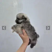 توله پامرانین