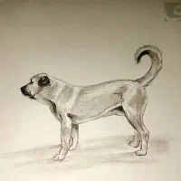 ماده پیدا شده