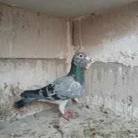 کفتر|پرنده|مشهد, کارمندان دوم|دیوار