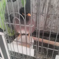 مینا جوان باهوش دستی