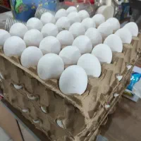 عرضه مستقیم تخم مرغ