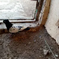 کبوتر. سینه ای و طوقی|پرنده|کبودرآهنگ, |دیوار