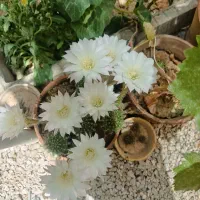 گل کاکتوس