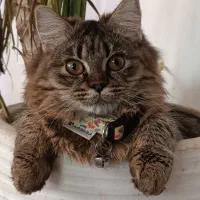 گربه ناز|گربه|ساری, |دیوار