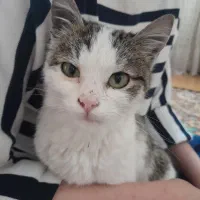 سرپرستی گربه ی نر ۵ ماهه