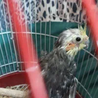 عروس هلندی نر رایگان