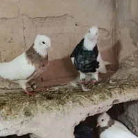 طوقی  پاک بدون ارایش