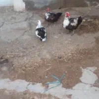 اردک تخمگذاراماده کرچ