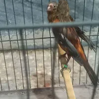 مادهای سرخ قناری|پرنده|بندر ماهشهر, |دیوار