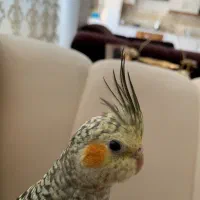 طوطی خیلی رام دستی به شدت بازیگوش