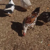 خروس گلین و محلی