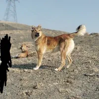 سگ سرابی|سگ|بروجرد, |دیوار