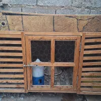 فروش قفس کبوتر