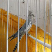 2 جفت عروس هلندی و مرغ عشق