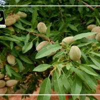 خرید نهال با کیفیت تضمین شده|خدمات باغبانی و درختکاری|مشهد, آیت الله کاشانی|دیوار