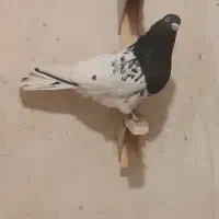 دوتا بهبهونی نر