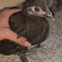 جوجه و نوچه مرندی و لهستانی|حیوانات مزرعه|قم, شهدا|دیوار